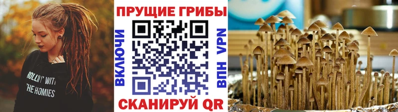 Псилоцибиновые грибы MAGIC MUSHROOMS  продажа наркотиков  кракен зеркало  Бакал 